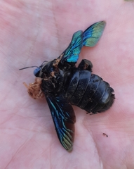 Xylocopa tenuiscapa