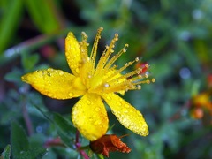 Hypericum nagasawae