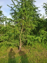 Larix