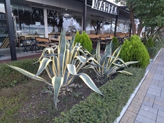 Agave americana