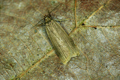 Acompsia cinerella