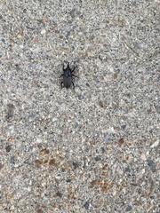 Sphenophorus cicatristriatus
