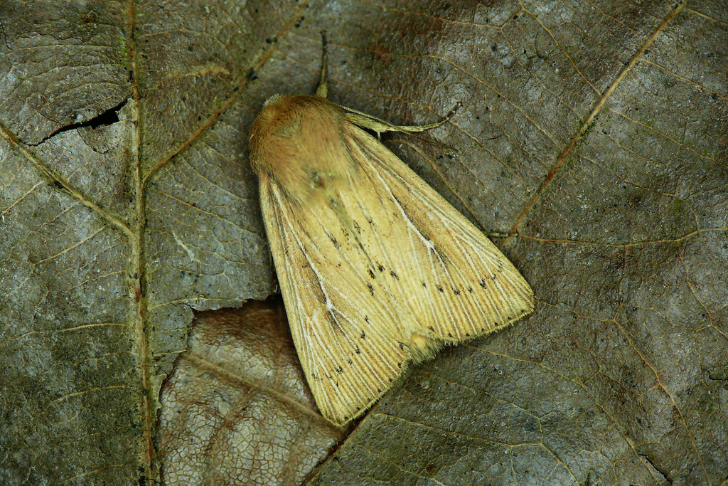Obscure Wainscot, photo 1 of 10