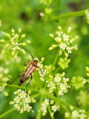 Stenurella septempunctata