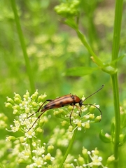 Stenurella septempunctata