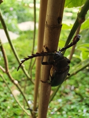Prionus besikanus