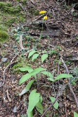 Hieracium lepidulum