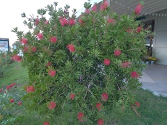 Melaleuca citrina