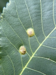 Phylloxera foveola