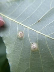 Phylloxera foveola