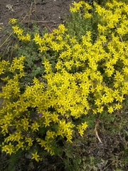 Sedum