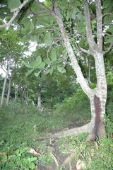 Artocarpus treculianus
