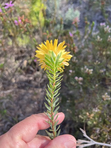 Image of Lachnaea aurea by (c) Charleen Brunke, some rights reserved (CC BY)