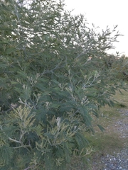 Acacia dealbata