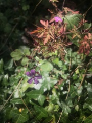 Geranium robertianum