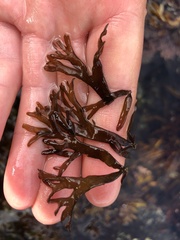 Mazzaella affinis