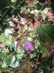 Geranium robertianum
