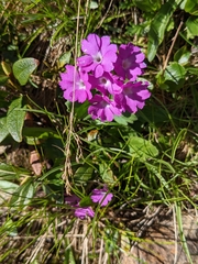 Primula hirsuta