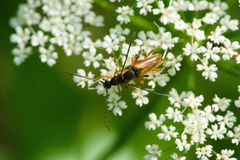Alosterna