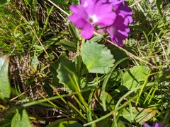 Primula hirsuta