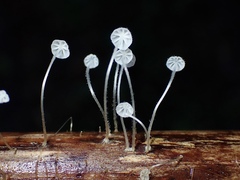 Mycena albidocapillaris