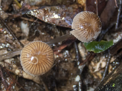 Mycena mijoi