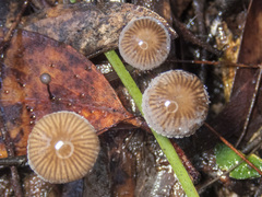 Mycena mijoi