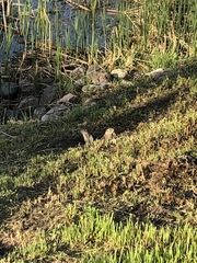 Urocitellus richardsonii