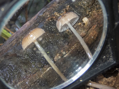 Mycena mijoi