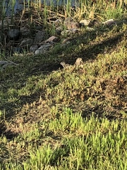 Urocitellus richardsonii