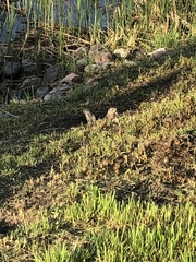 Urocitellus richardsonii