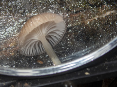 Mycena mijoi