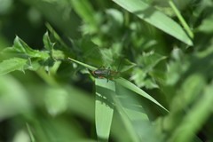 Cantharis pellucida