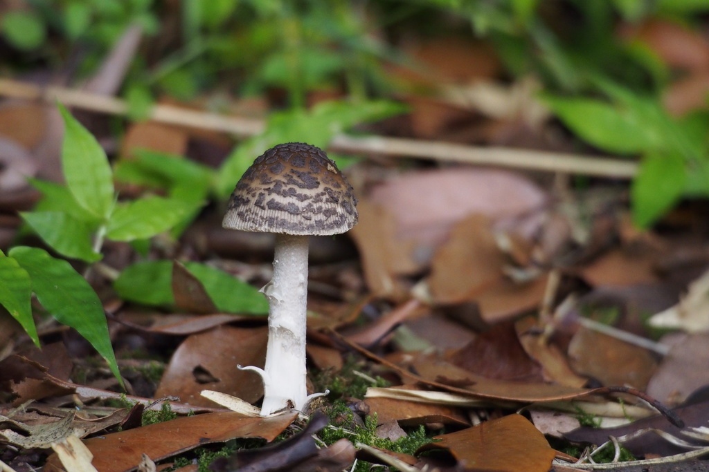 Amanita liquii