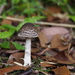 Amanita liquii