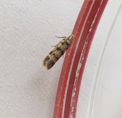 Bryotropha domestica