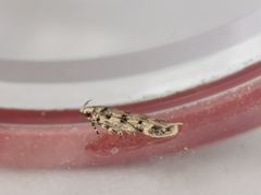 Bryotropha domestica