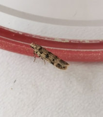 Bryotropha domestica