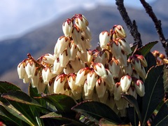 Pieris japonica taiwanensis