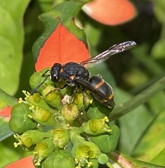 Euodynerus reflexus