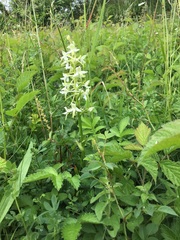 Platanthera muelleri