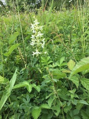 Platanthera muelleri