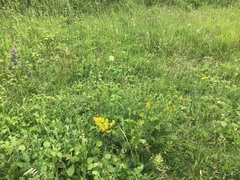 Platanthera muelleri