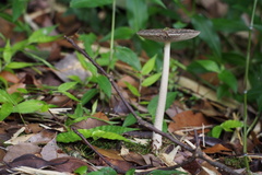 Amanita liquii
