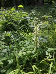 Platanthera muelleri