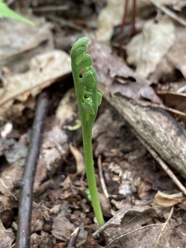 Spathulate botrychium (Botrychium spathulatum)