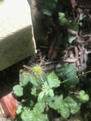 Geum urbanum