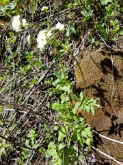 Valeriana occidentalis
