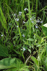 Myosotis imitata