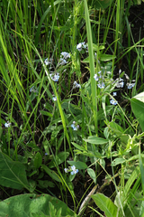 Myosotis imitata